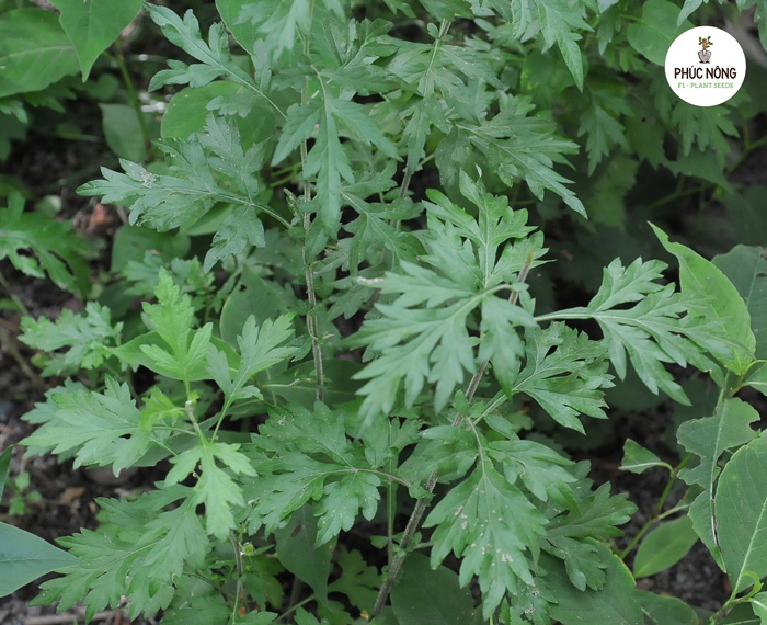 Tác dụng của cây ngải cứu đối với sức khỏe con người