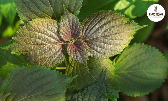 Phương pháp chăm sóc hạt giống cây rau tía tô