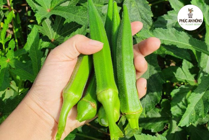 Phương pháp gieo trồng hạt giống đậu bắp