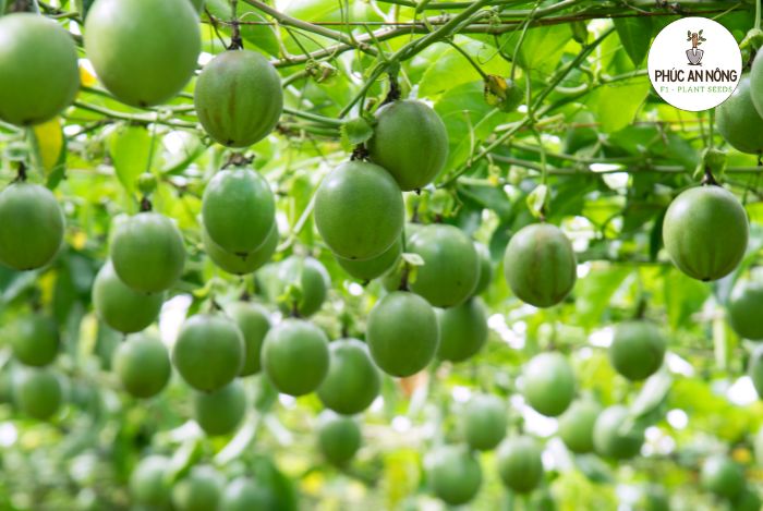 Làm giàn trồng chanh dây từ hạt giống