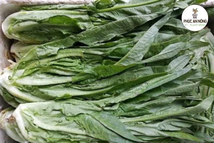 công dụng nổi trội của rau diếp ngồng - rau diếp thơm đối với sức khỏe