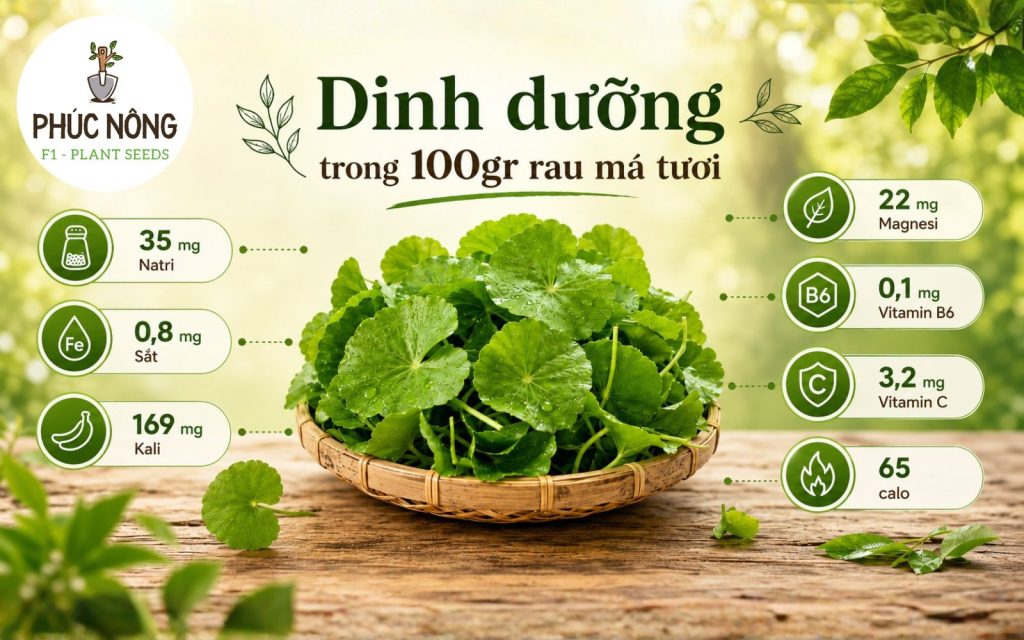 Cây rau má chứa nhiều dưỡng chất có lợi và thường được dùng trong bữa ăn hằng ngày
