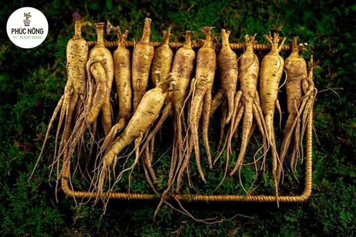 Tìm hiểu thời điểm trồng hạt sâm bố chính thích hợp