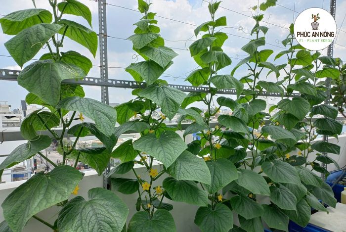 Thời gian thu hoạch dưa chuột chùm