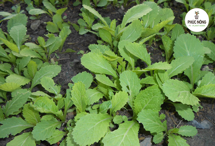 Thời vụ trồng hạt giống cải bẹ xanh 