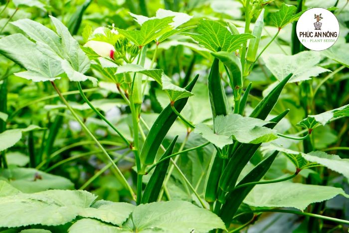 Thông tin và đặc điểm hạt giống cây đậu bắp