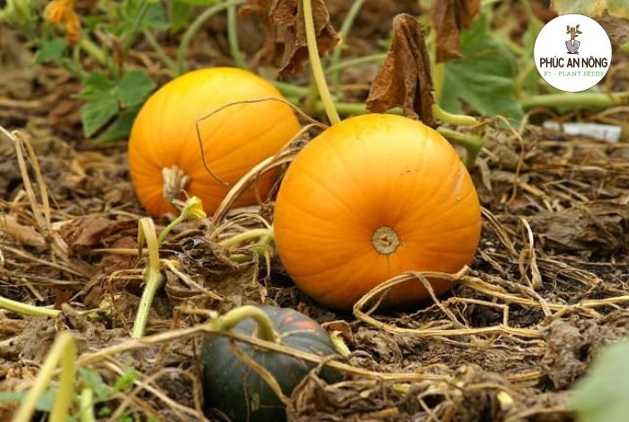 Thu hoạch quả bí ngô/bí đỏ đúng kỹ thuật