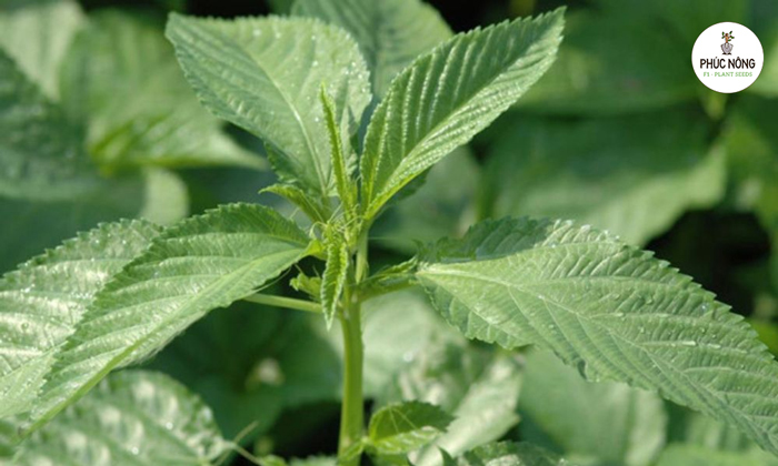 cách trồng rau đay bằng hạt