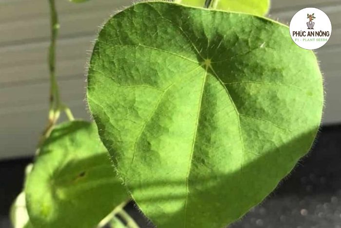 Tổng quan về hạt giống sương sâm lông