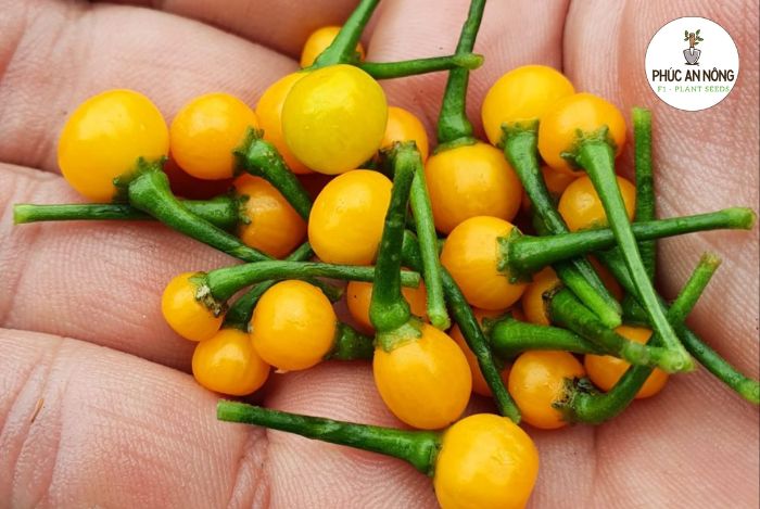 Tìm hiểu về ớt Peru Aji Charapita