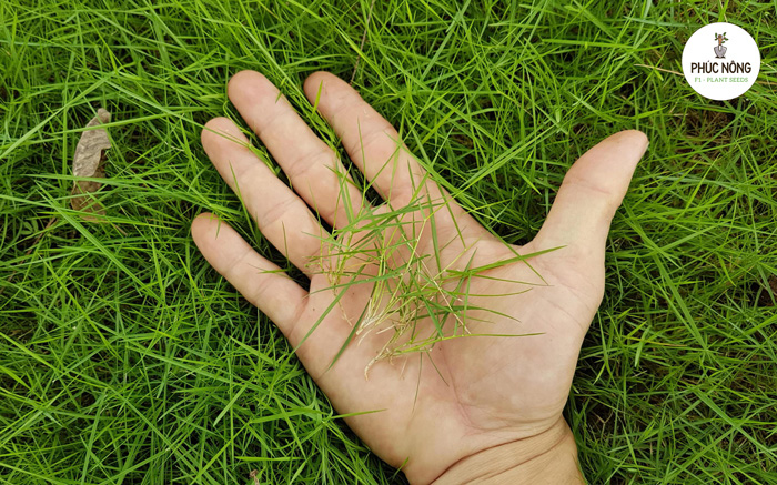 Tìm hiểu về hạt giống cỏ nhung nhật