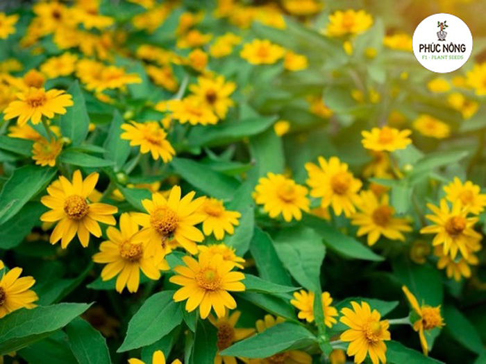 Giới thiệu về hạt giống hoa cúc mặt trời vàng