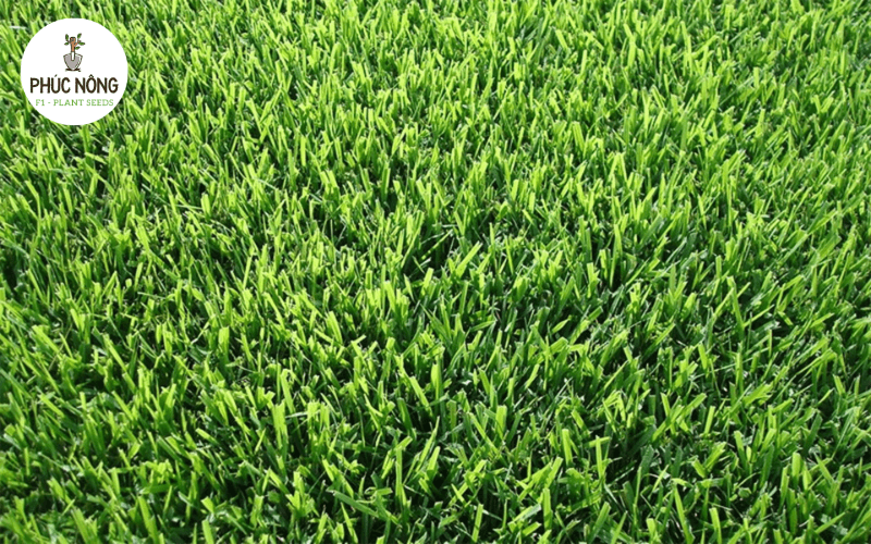 Hạt giống cỏ nhung Nhật mang nhiều ưu điểm tốt phù hợp để kinh doanh