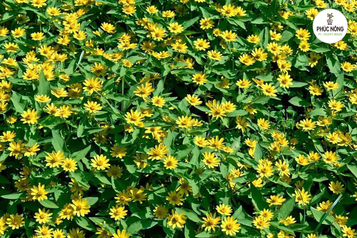 Ý nghĩa của hoa cúc mặt trời