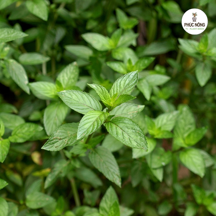 Giống cây bạc hà Peppermint có hương thơm dịu nhẹ