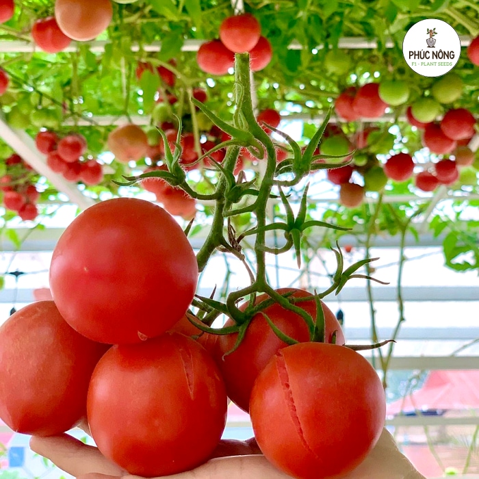 Hạt giống cà chua leo dễ trồng