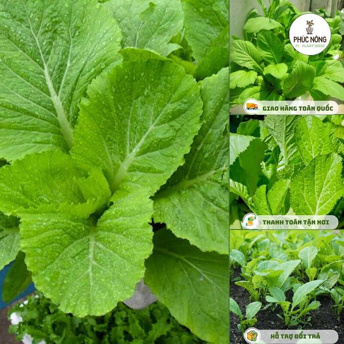 Rau cải là loại rau giàu chất dinh dưỡng rất dễ trồng