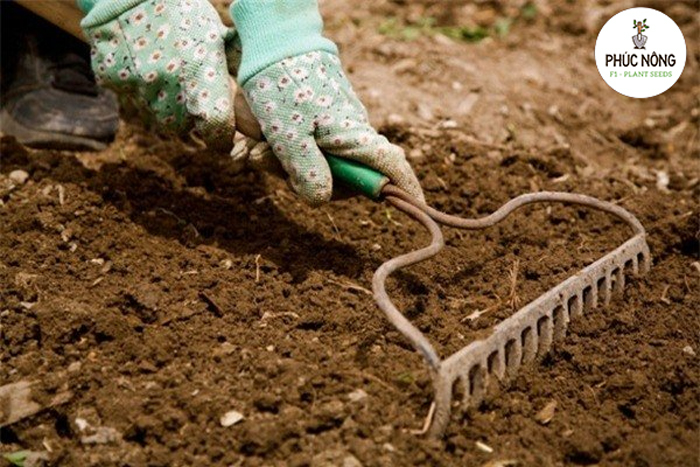 Kỹ thuật trồng cây rau bồ ngót ta