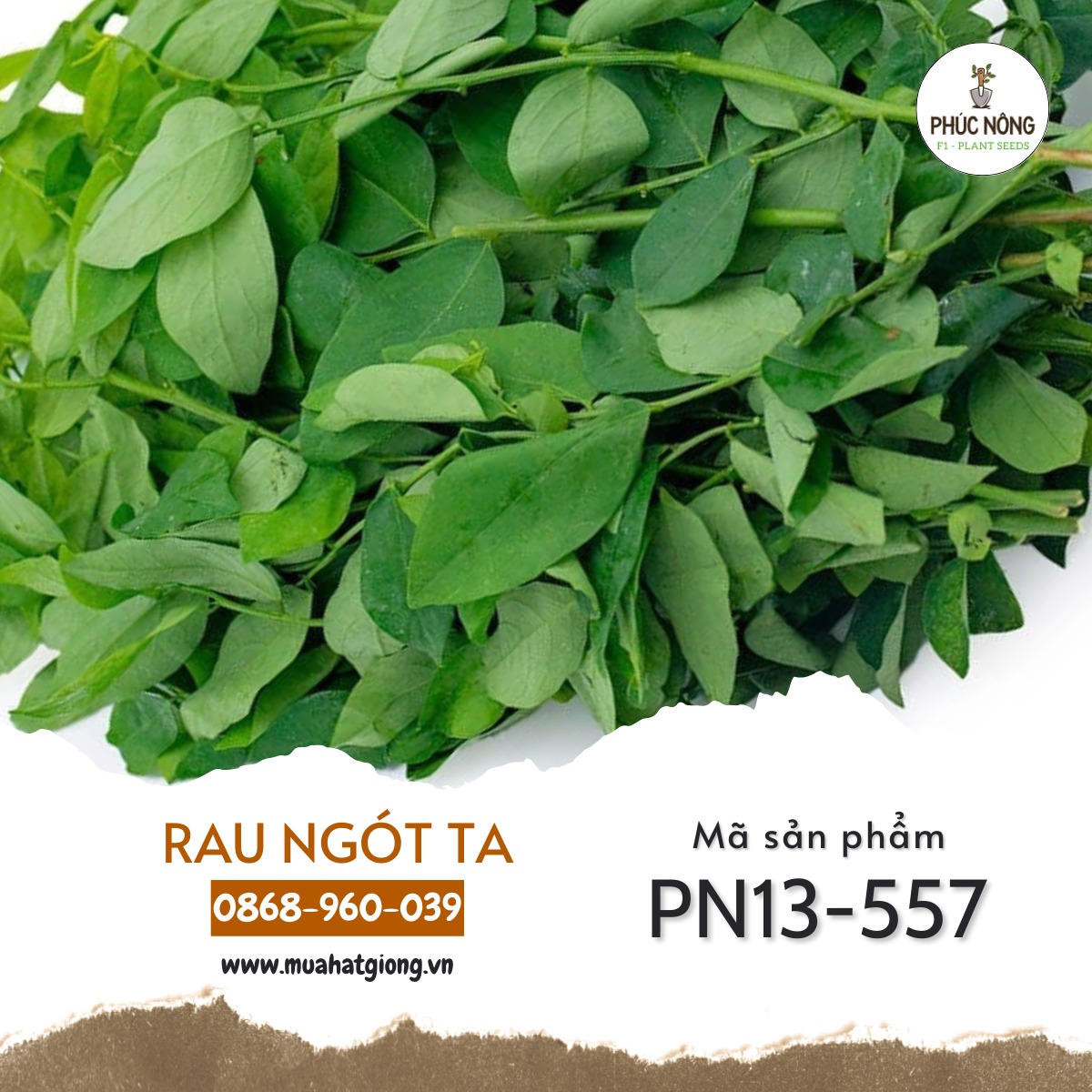 Mua Hạt Giống Rau Bồ Ngót Ta F1, Dễ Trồng, Nảy Mầm Cao