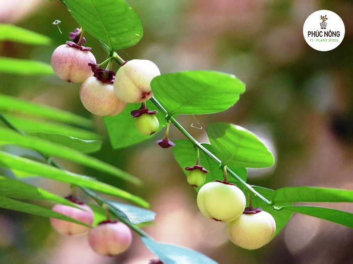 Tổng quan về rau bồ ngót ta