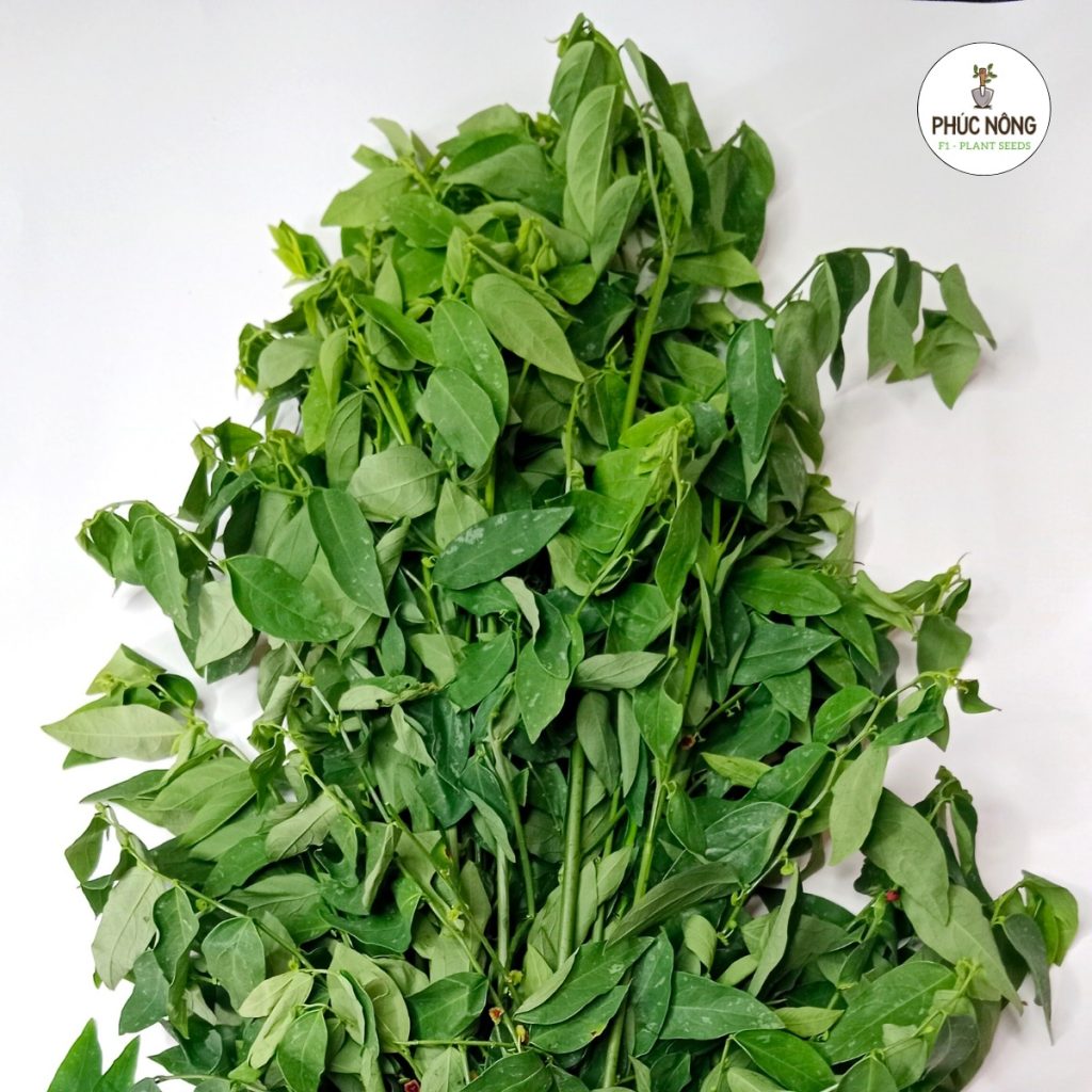 Mua hạt giống rau bồ ngót tại Phúc Nông