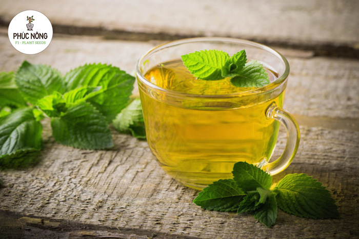 Cây bạc hà có tác dụng làm giảm stress