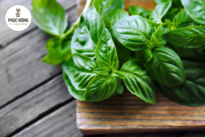 Cây bạc hà có rất nhiều công dụng trong ẩm thực, y học