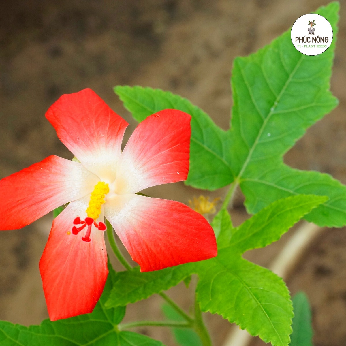 Điểm đặc biệt của cây sâm bố chính