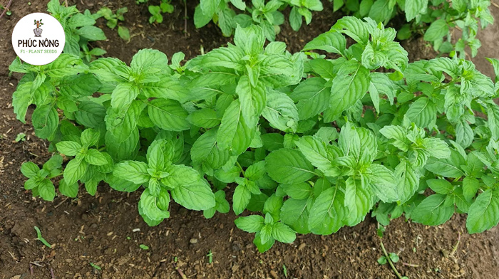 Bạc hà Nhật phát triển rất mạnh mẽ và nhanh chóng