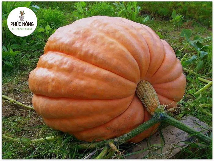 Giống bí ngô khổng lồ
