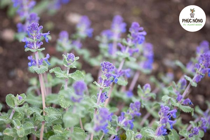 Bạc hà Catmint với màu hoa tím đặc trưng