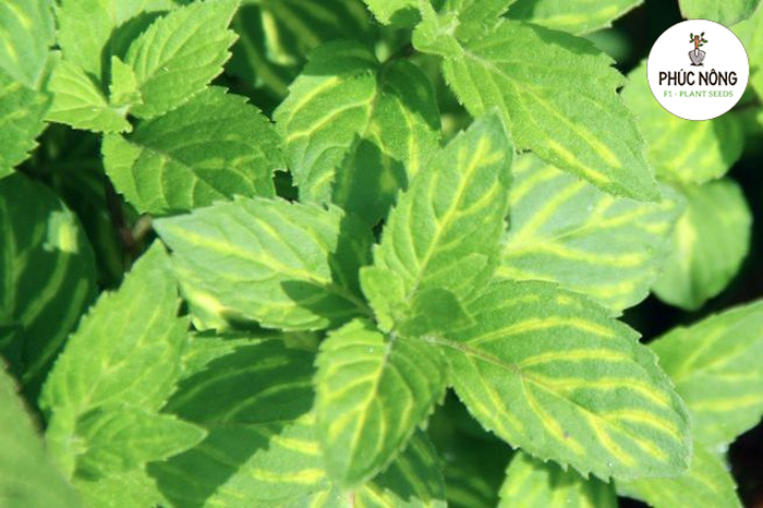 Hạt giống cây bạc hà Ginge rmint