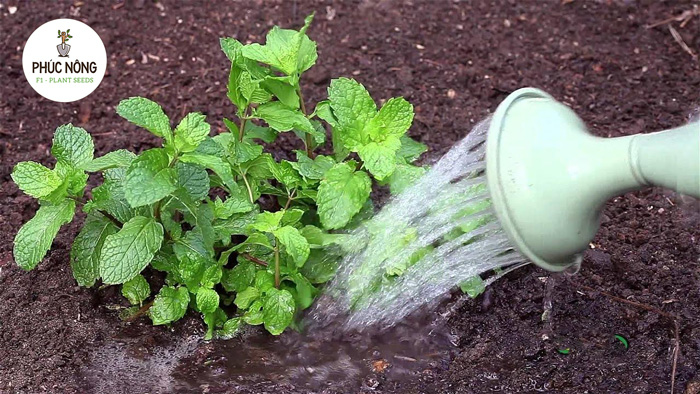 Chuẩn bị hạt giống bạc hà và đất trồng gieo hạt