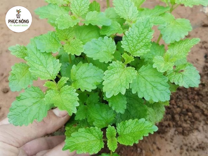 Giống bạc hà chanh sả với hương thơm đặc trưng