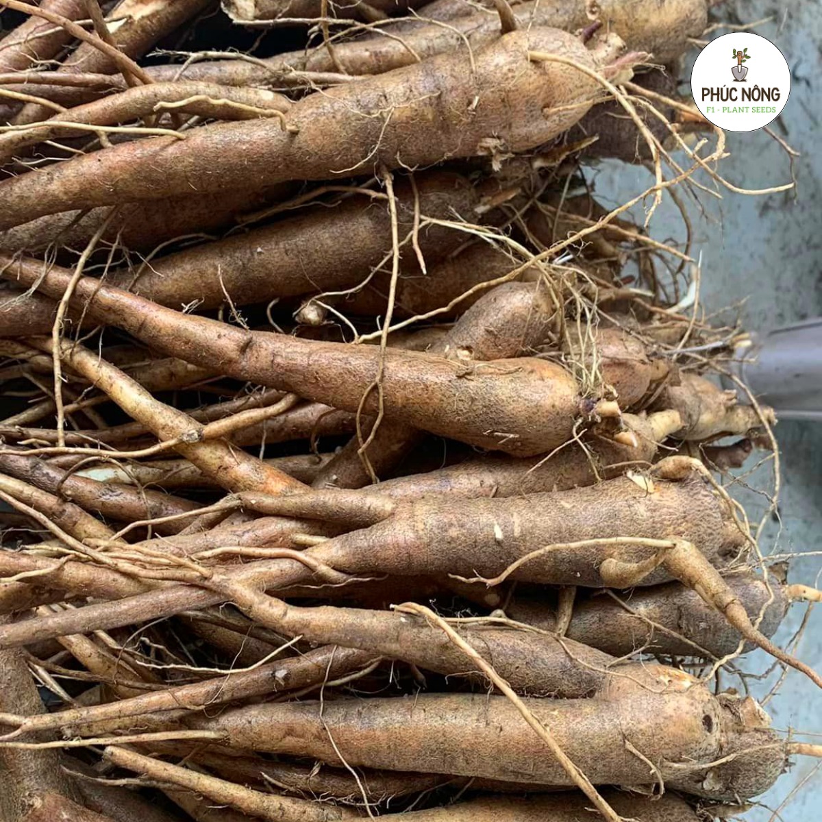 Tìm hiểu nguồn gốc cây sâm bố chính