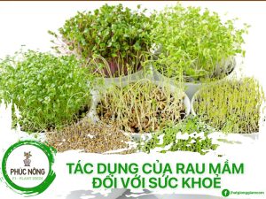 Tác Dụng Của Rau Mầm Đối Với Sức Khoẻ Và Cách Chế Biến Đúng Cách
