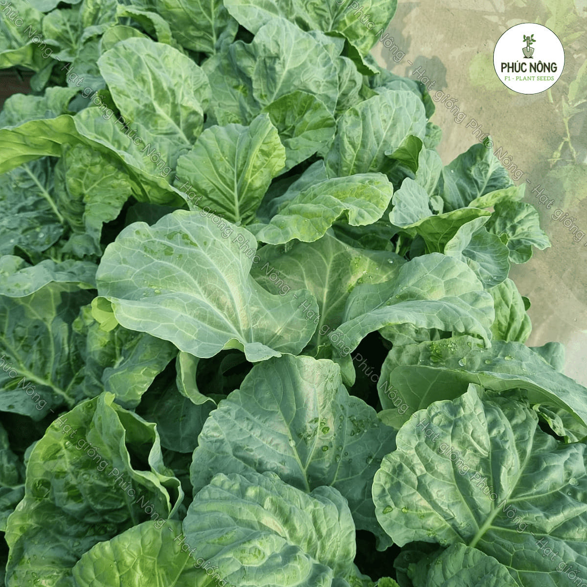 Hạt giống Rau Cải Rổ - Gói 5 Gram - Phúc An Nông