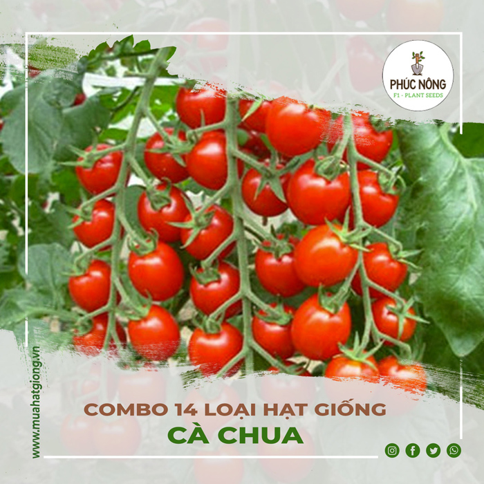 Mua hạt giống cà chua chất lượng tại Phúc Nông