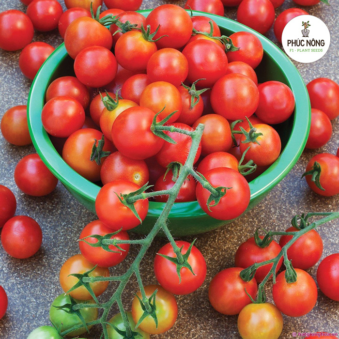 Đặc điểm của các loại hạt giống cà chua F1