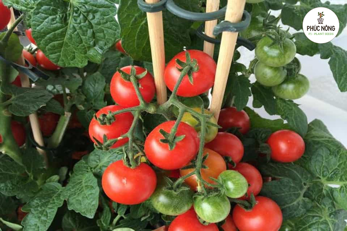 Cà chua là loại rau củ quả có nhiều giá trị dinh dưỡng 