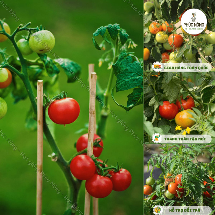 Hạt giống cà chua bi F1
