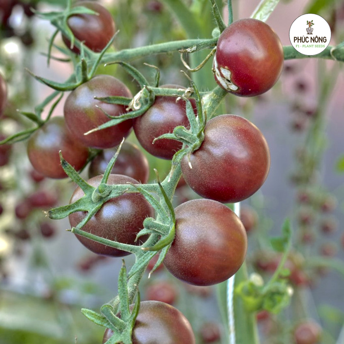 Hạt cà chua bi socola