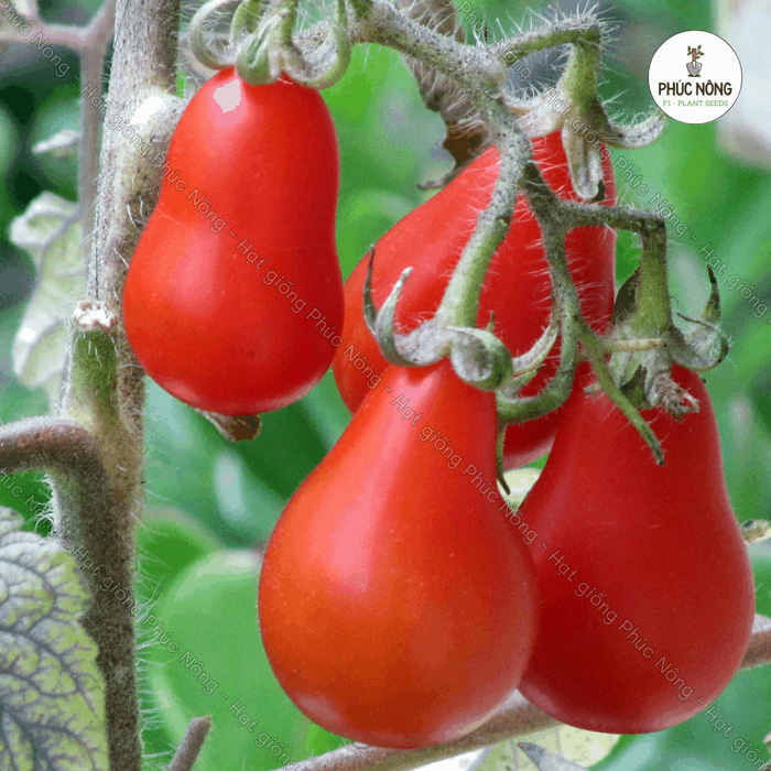 Mua hạt giống cà chua cherry