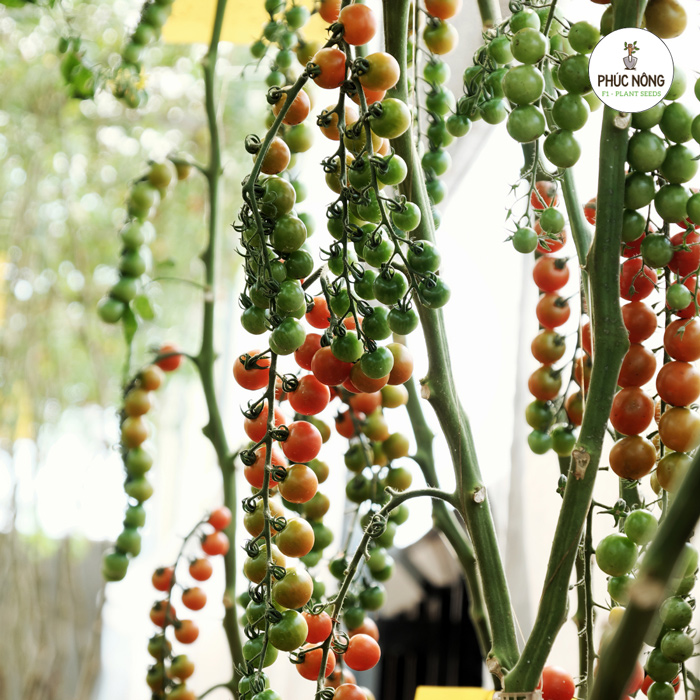 Mua hạt giống cà chua chuỗi ngọc 