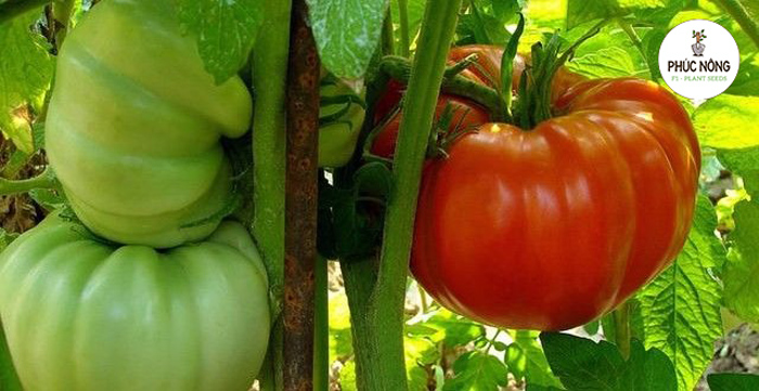 Hạt giống cà chua khổng lồ có dễ trồng không?
