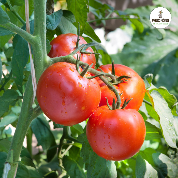 Hạt giống cà chua leo giàn