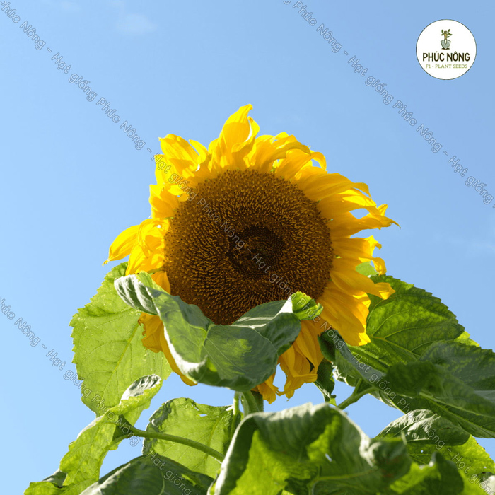 Hạt giống hoa hướng dương khổng lồ TPHCM