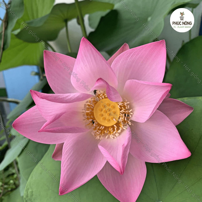 Hạt giống hoa sen mini có nguồn gốc từ Nhật Bản