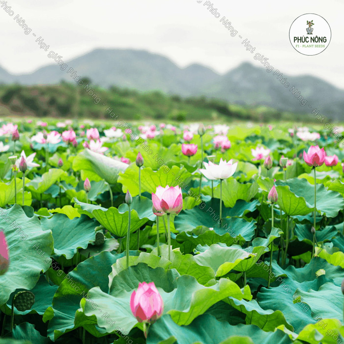 Hạt giống sen ta được trồng phổ biến tại Việt Nam