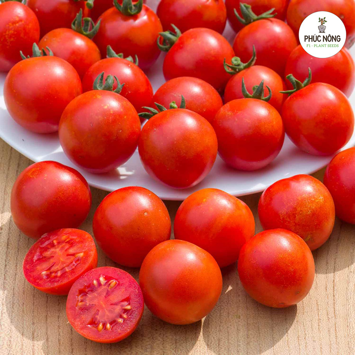 Cách trồng hạt giống cà chua F1